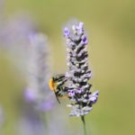 Parrainage pour la sauvegarde de 5000 abeilles	